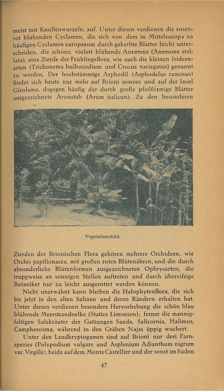 Führer durch Brioni · Str. 49