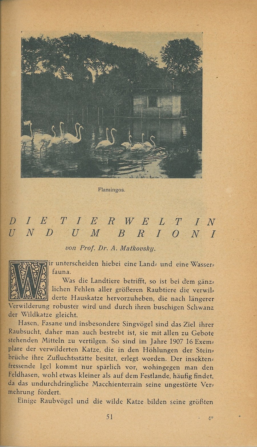 Führer durch Brioni · Str. 53