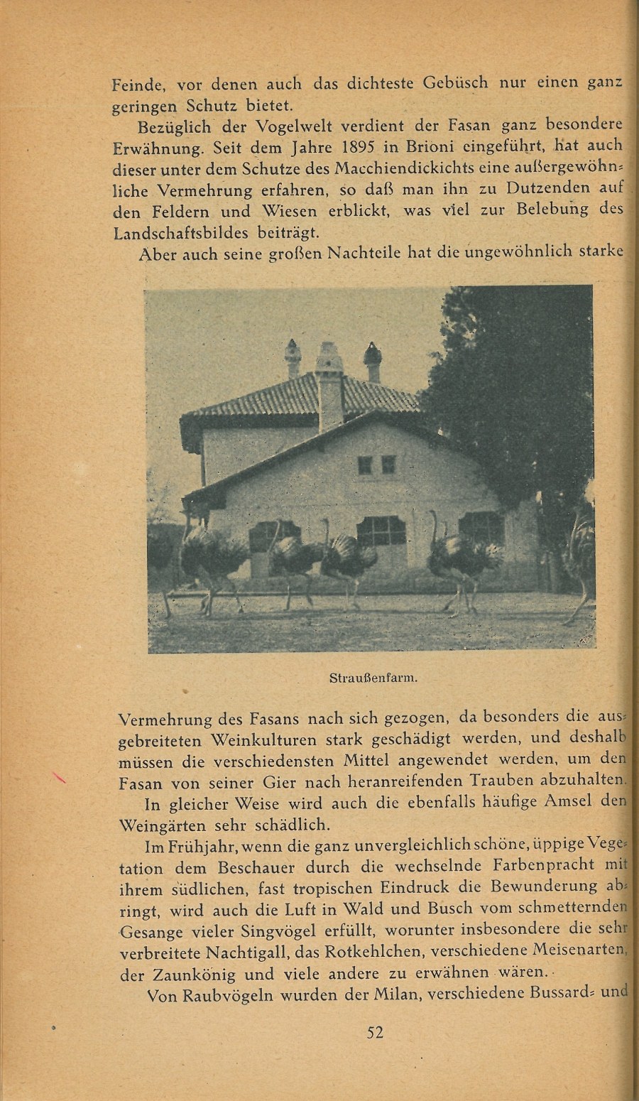 Führer durch Brioni · Str. 54