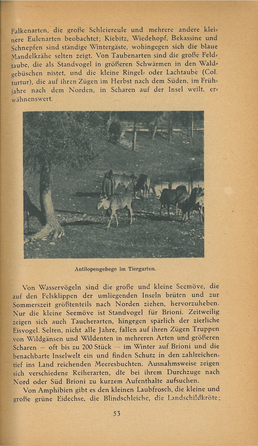 Führer durch Brioni · Str. 55