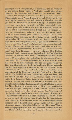 Führer durch Brioni · Str. 59