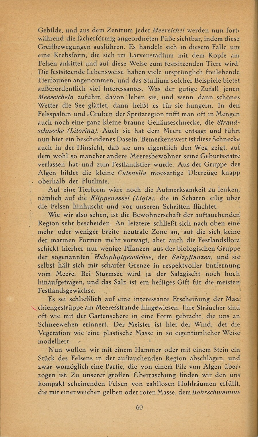 Führer durch Brioni · Str. 62