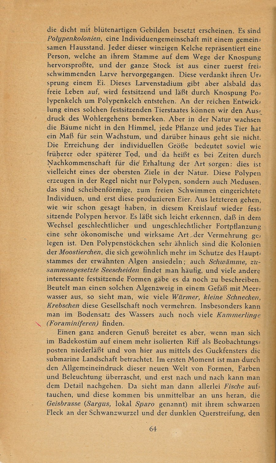 Führer durch Brioni · Str. 66