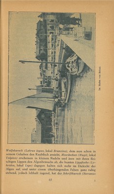 Führer durch Brioni · Str. 67